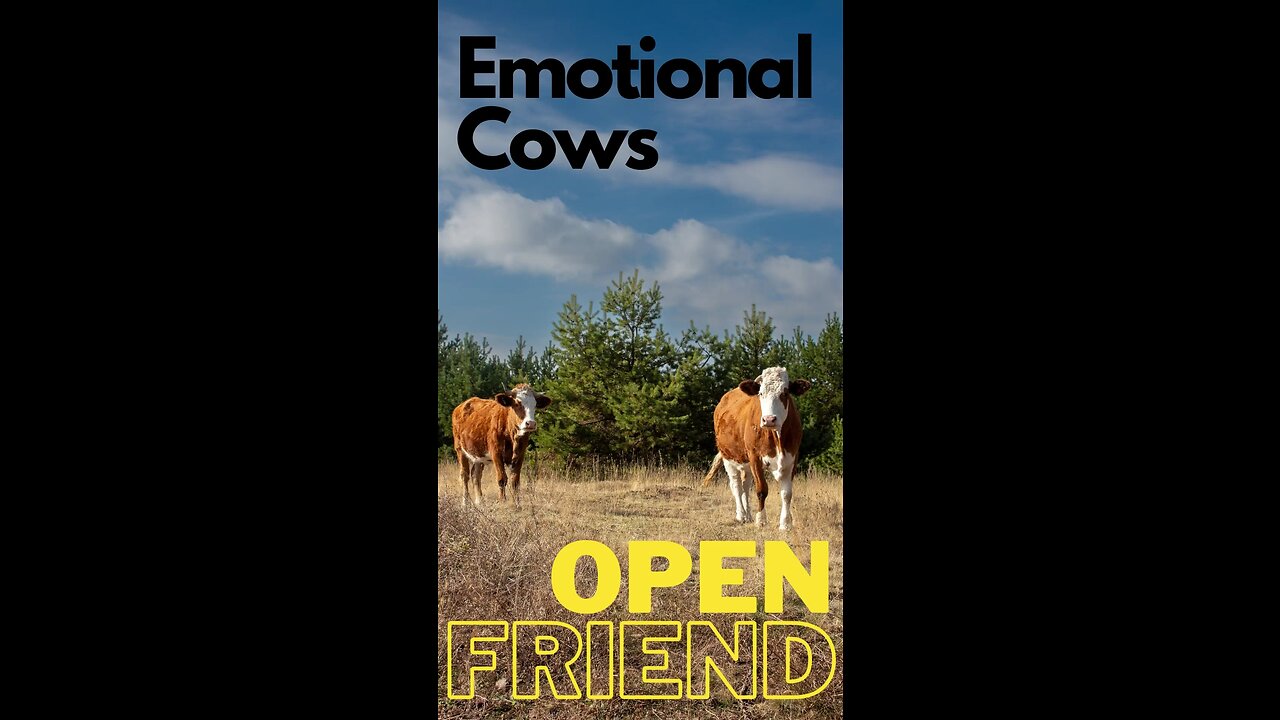 "Emotional Cows: The Bond of Best Friends"