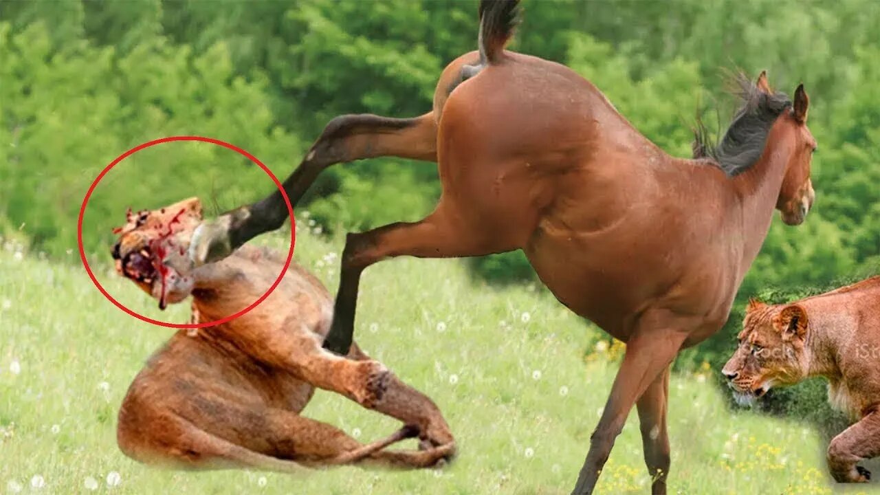 30 Moments when predators attack wild Horses