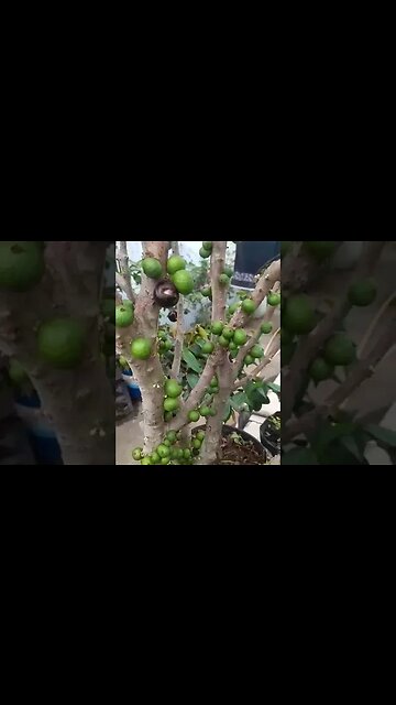 jabuticaba híbrida produzindo em vaso estamos enviando para todo o Brasil muito obrigado amigo Lopes
