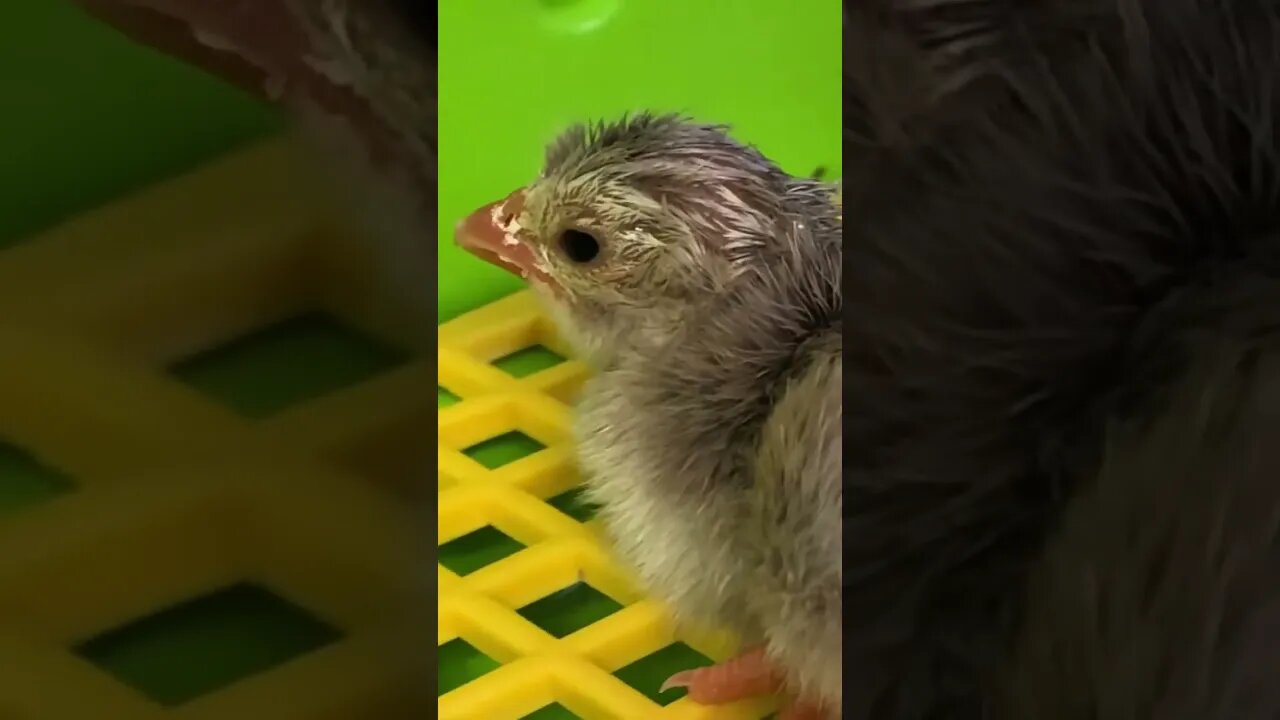 Newly hatched lavender guinea fowl keet ❤️