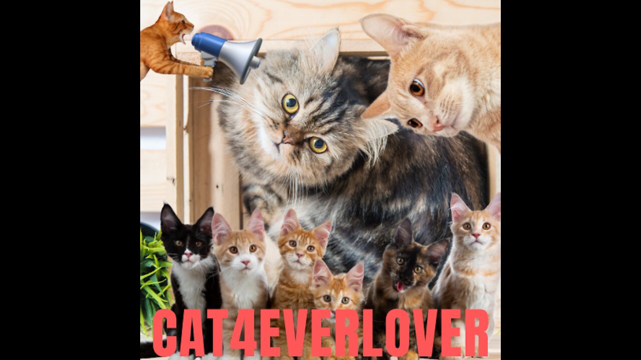 How to find the perfect cat that fits with your personality