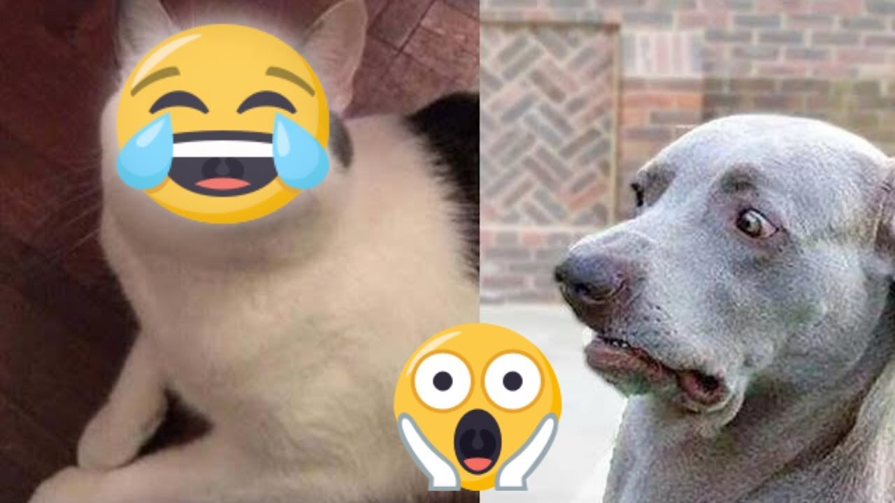 😂 Cute and Funny Pets Compilation| 🐱🐶 Cat and Dogs funny Videos | V 01 | Every Pet's