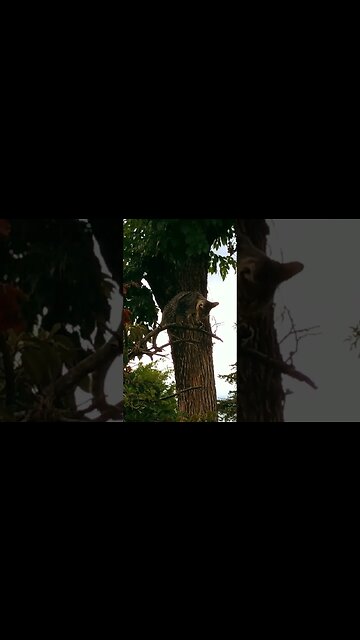 Wiki en el arbusto (el gatito travieso)