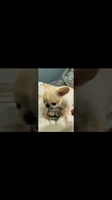 Don’t mess with the sushi…😡😏🤣🐶🍱 #shorts #shortsfeed #clips #shortvideo