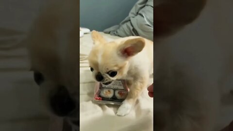 Don’t mess with the sushi…😡😏🤣🐶🍱 #shorts #shortsfeed #clips #shortvideo