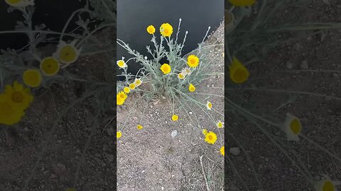 #highdesert #flowers in bloom on the #homestead