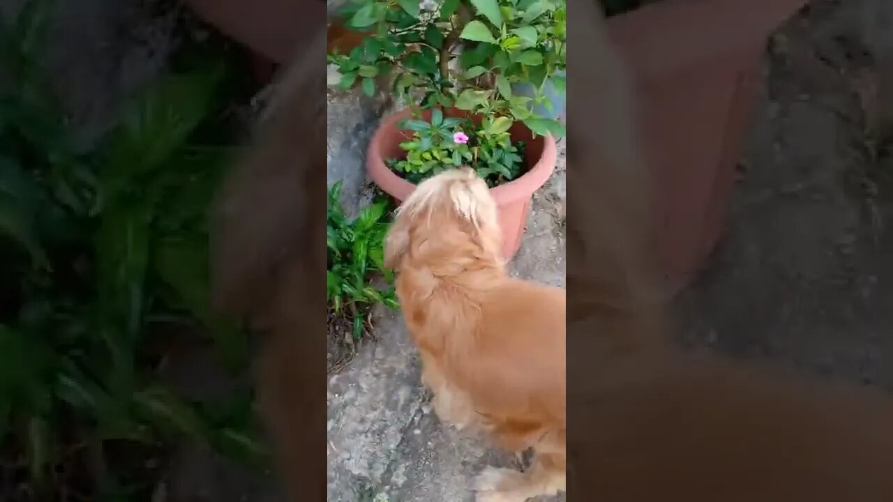 golden dog , shorts