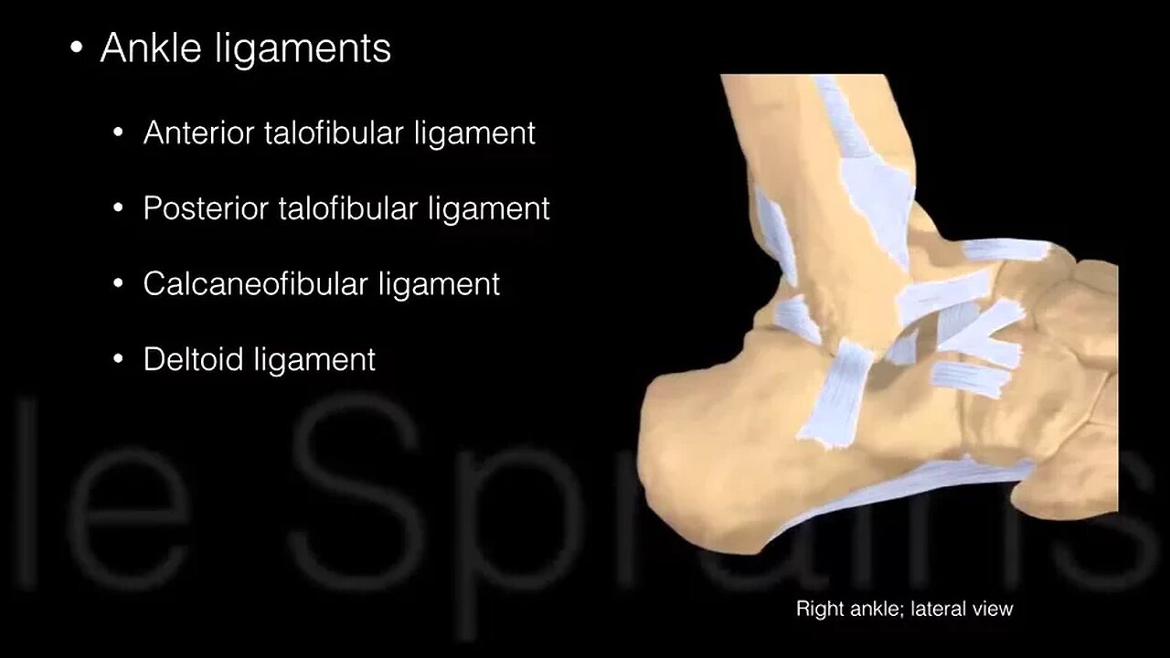 Ankle and Foot Structure and actions