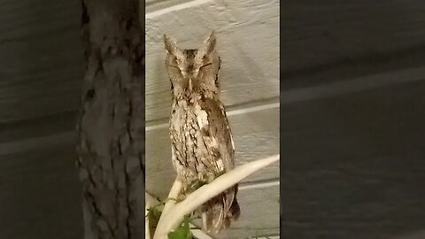 Owl shakes NO!