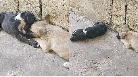 Puppy Gets Sad Because His Sister Is Not In The Mood To Play With Him