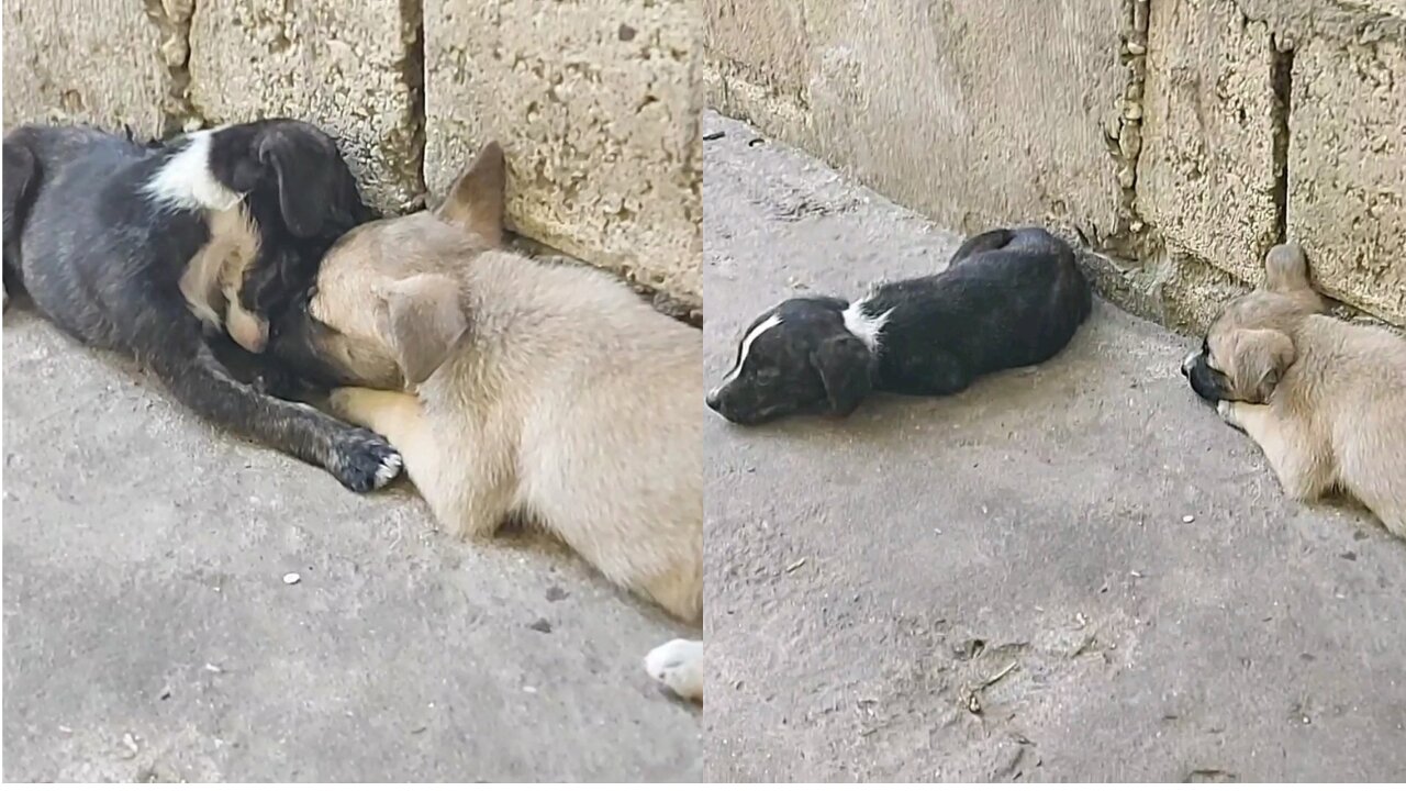 Puppy Gets Sad Because His Sister Is Not In The Mood To Play With Him