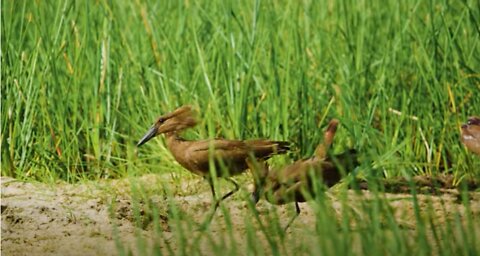 Little Birds in the Sand and Tall Grass