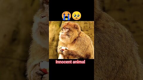 innocent animal 😭🥺 | ua58sb #animals #shorts #innocent