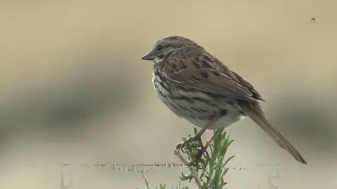 Song sparrow adult lone perched looking around in spring in utah