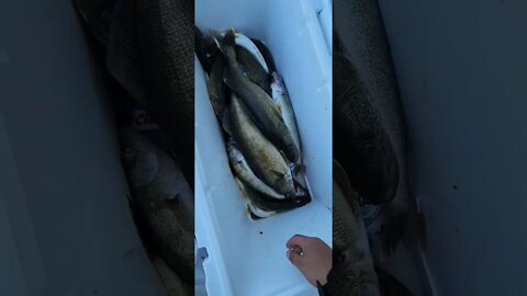 13 In the box and 2 perch, caught alot more fish to day, lots of throwbacks marked a ton of Walleye