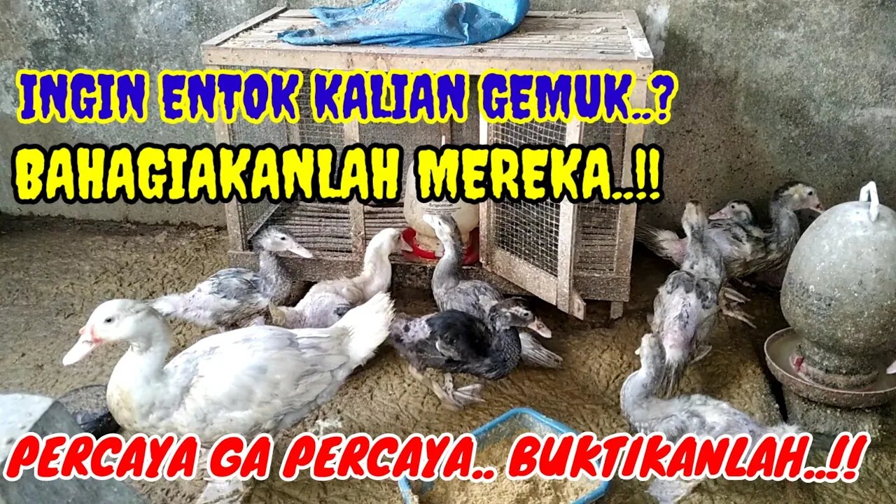 INGIN ENTOK CEPAT GEMUK..? INI CARANYA..!!