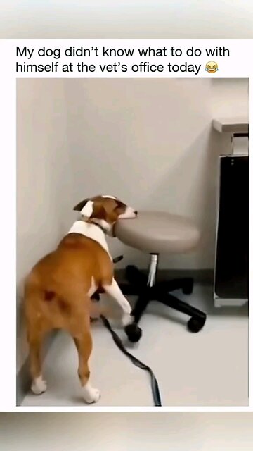 smart dog #cute #smart #viral