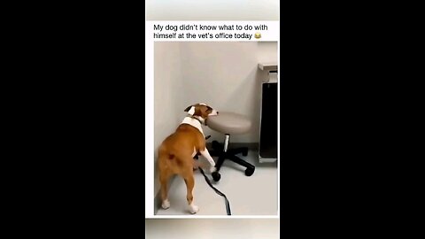 smart dog #cute #smart #viral