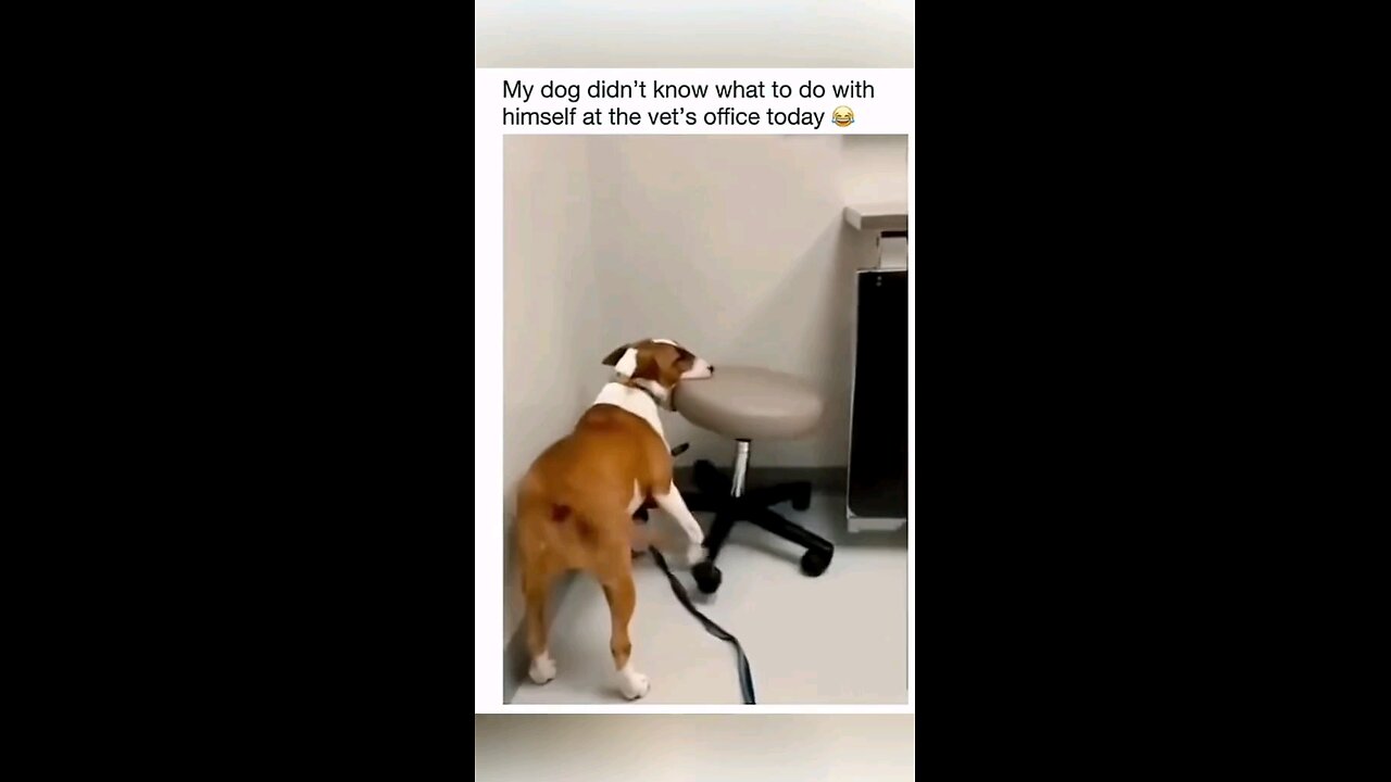 smart dog #cute #smart #viral