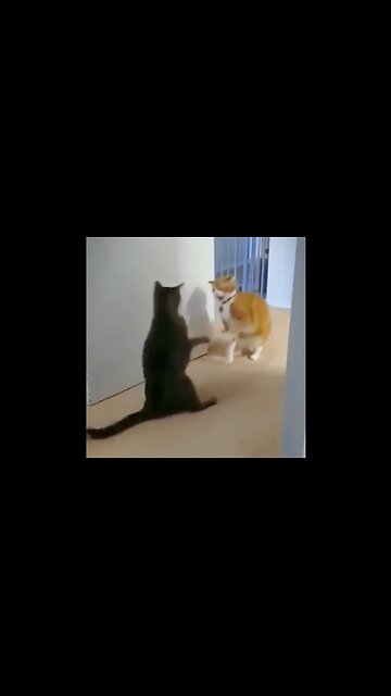 Animal Follies Compilation