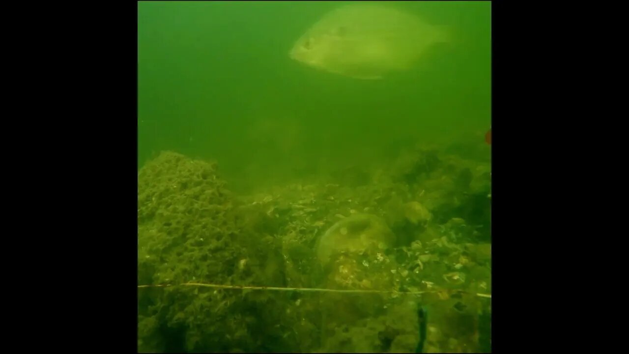 time lapse underwater