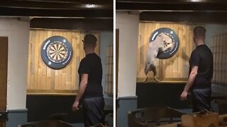 Well-trained Dog Retrieves Darts From Dartboard