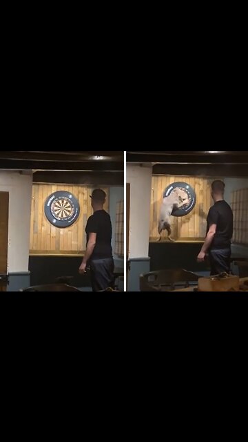 Well-trained Dog Retrieves Darts From Dartboard