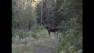 Wildlife captured on lens. Bear, moose, elk, deer, and even a toad