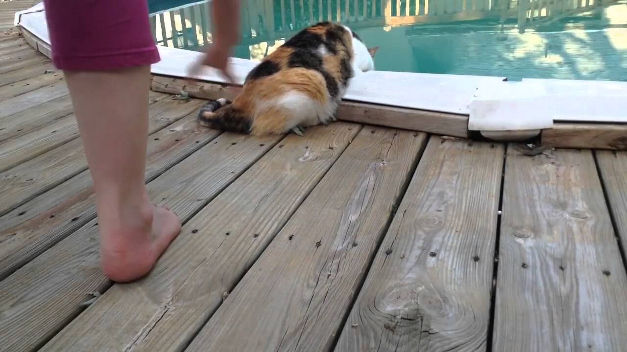 Epic Cats Hate Falling in Water