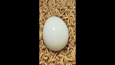 10000 Superworms VS Egg Timelapse Mealworms eating egg