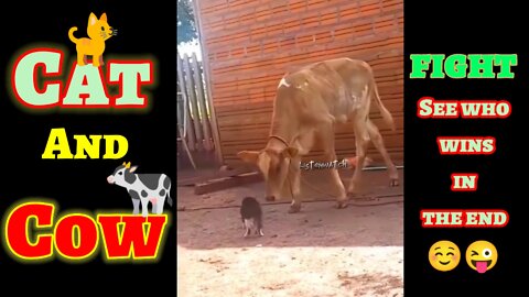 Cat 🐈 and Cow 🐄 very funny and beautiful fight hahaha 😂😻😂