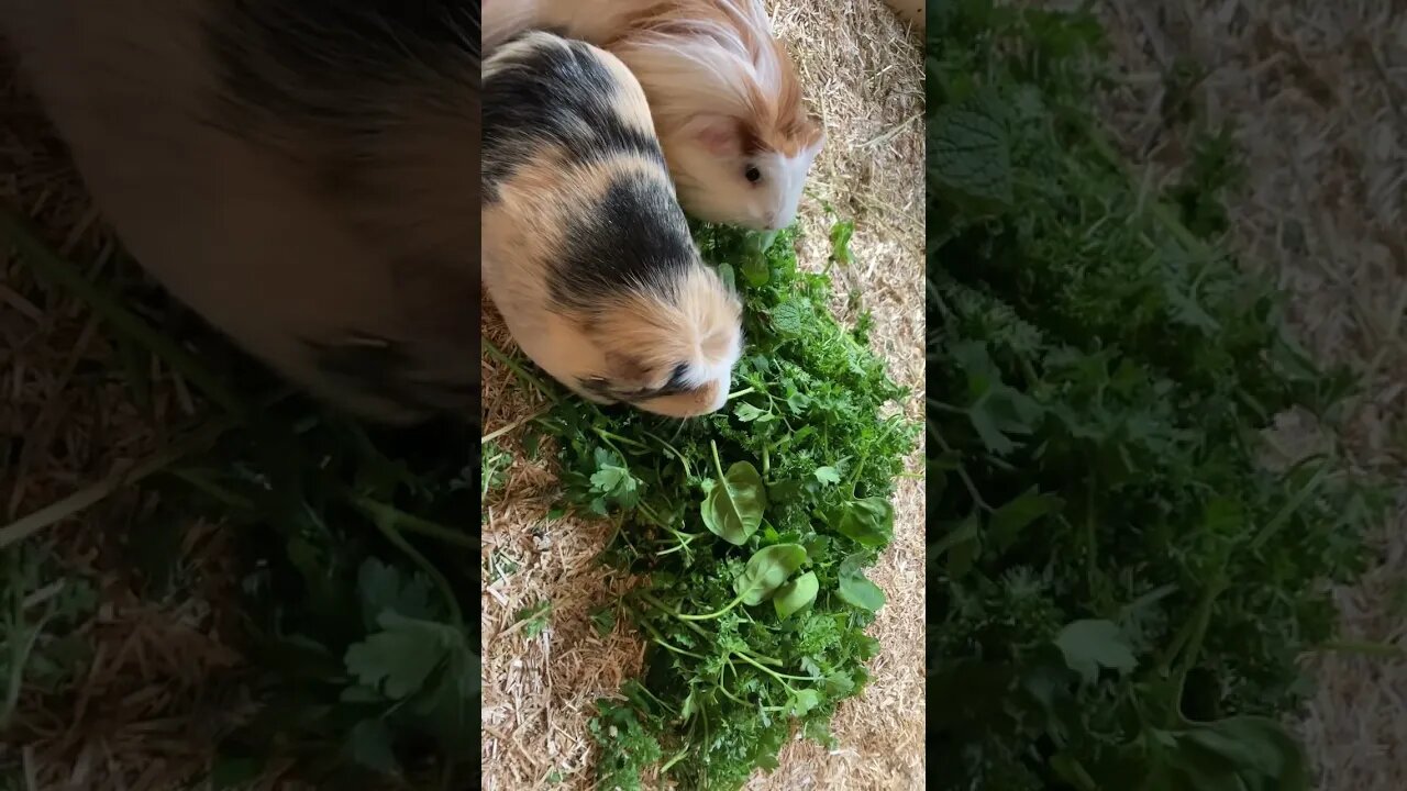 Guinea pigs munching their Christmas presents