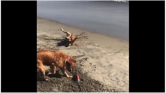 You'll never be as happy as these dogs are at the beach!