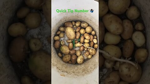 #QUICKTIP - Potatoes from #THROWAWAYS | #shorts #potatoes