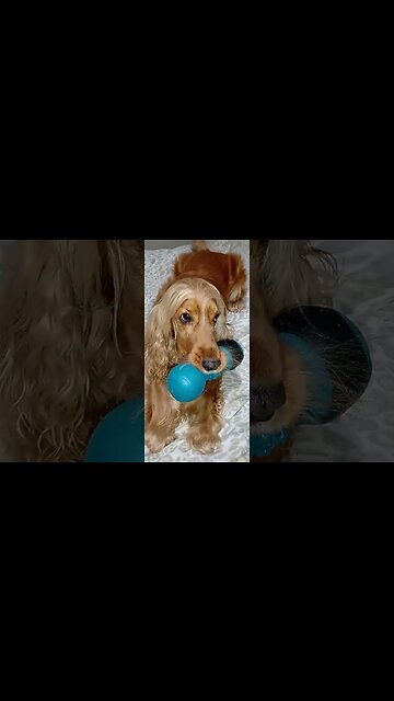 #dogshow , #animals , #dogs , #shorts