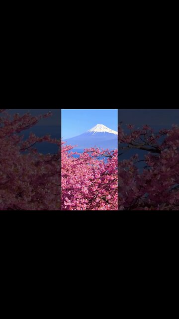 Kawazu Zakura cherry blossoms and Mount Fuji🌸🗻 in Numazu City in Shizuoka Prefecture.