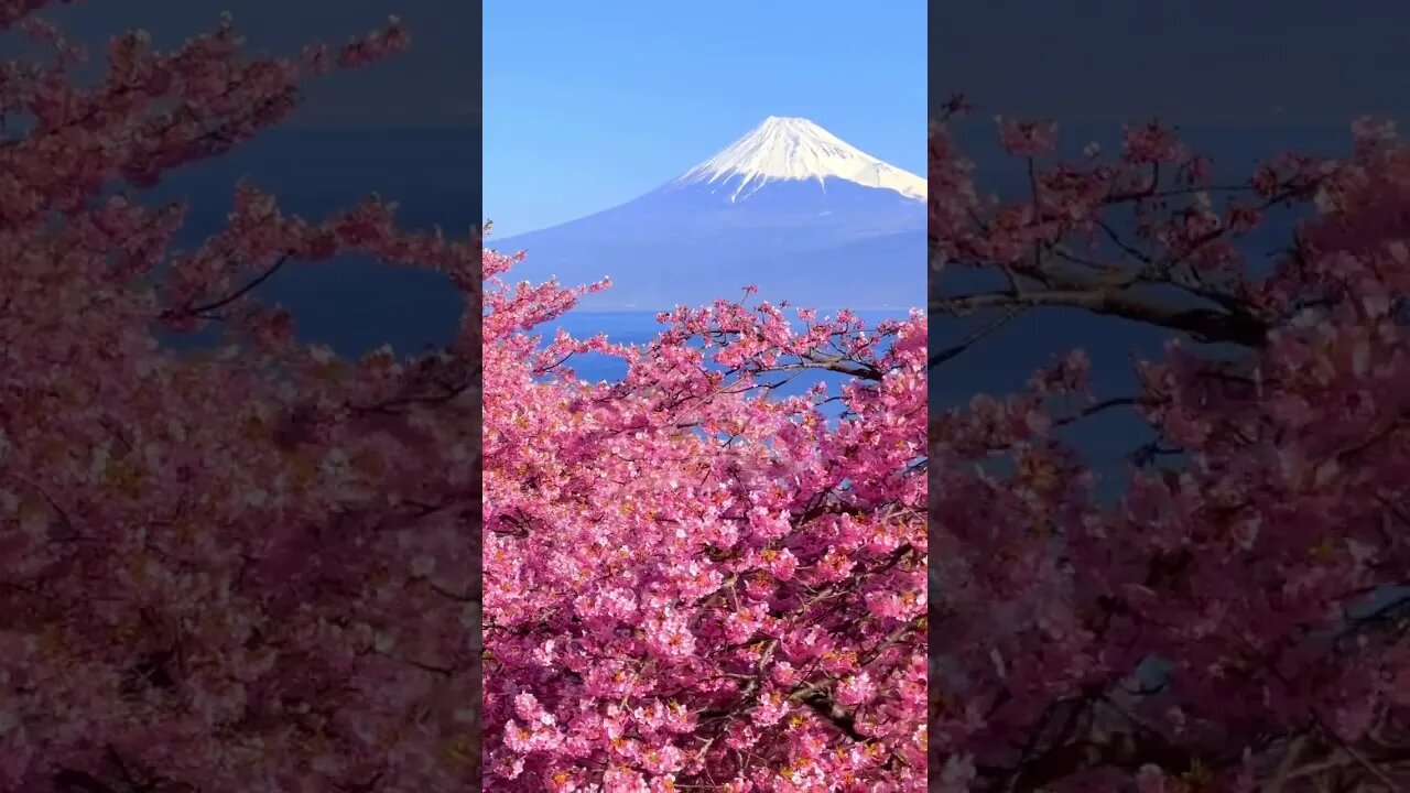 Kawazu Zakura cherry blossoms and Mount Fuji🌸🗻 in Numazu City in Shizuoka Prefecture.