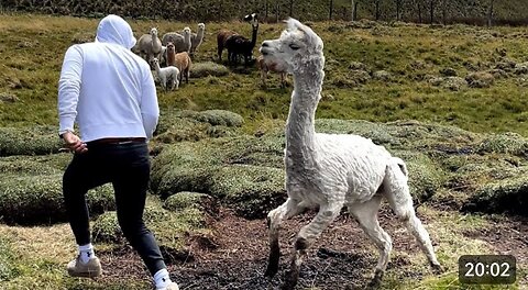 Laugh Out Loud | Funniest Animal | Moments Caught on Camera