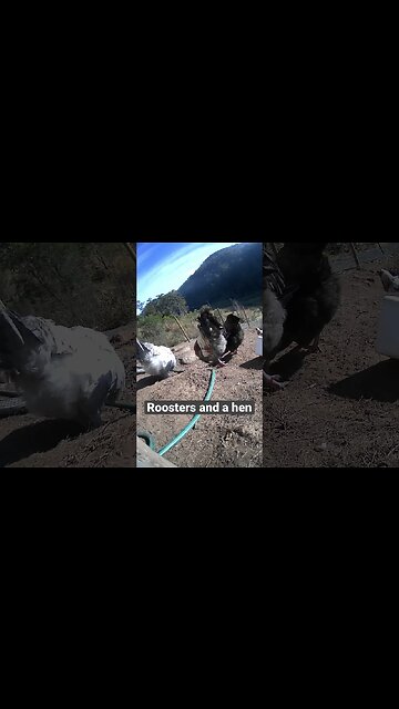 Farm surveillance. Hen stays close to her rooster