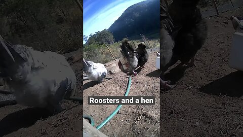 Farm surveillance. Hen stays close to her rooster