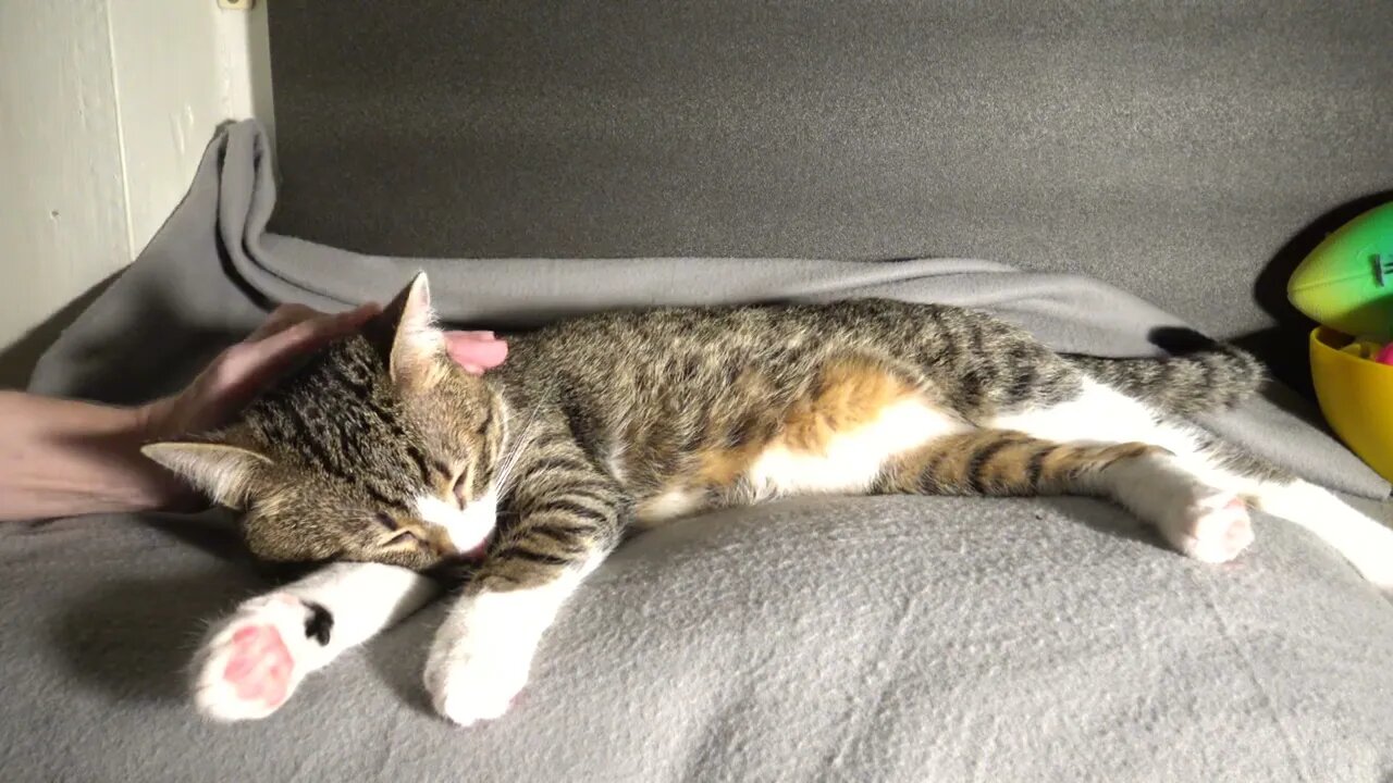 Cat Stretches His Little Paw Beans