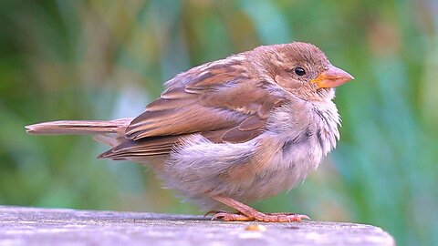 Getting Close with 10 House Sparrows