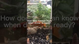 Batman dad joke #shorts