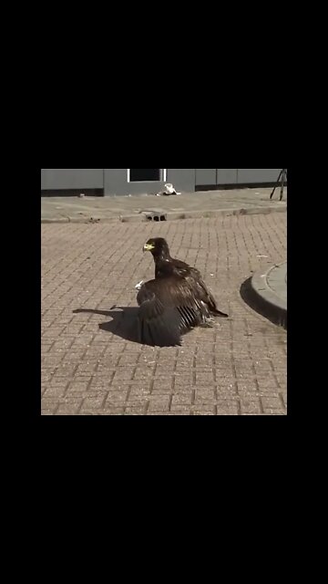 Eagle 🦅 attacks on Drone #Shorts #ytshorts #UbertainmentFun #Dogs #Animals #Fun