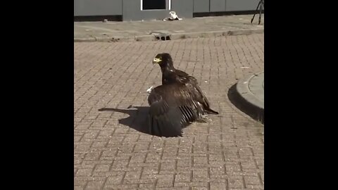 Eagle 🦅 attacks on Drone #Shorts #ytshorts #UbertainmentFun #Dogs #Animals #Fun