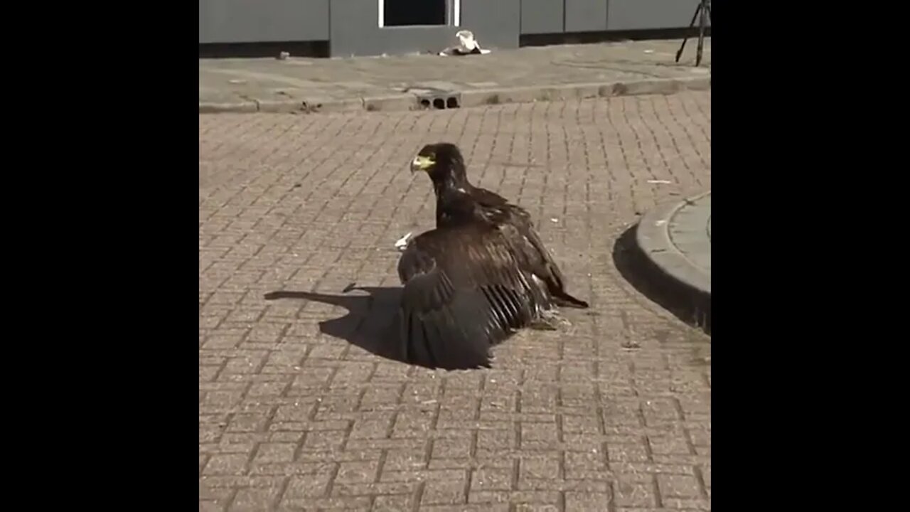 Eagle 🦅 attacks on Drone #Shorts #ytshorts #UbertainmentFun #Dogs #Animals #Fun