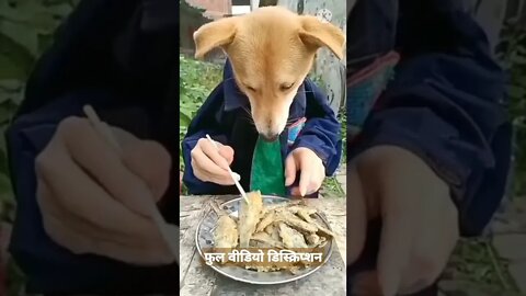 dog funny videos || dog tiktok || dog instagram ||dog training short@Global Amazing
