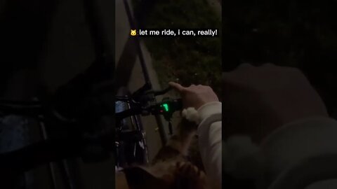 🐱Cutest Cats🐱Cat wants to ride an electric bike