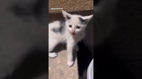 Funny Cat Meme 😂 pt.6 #shorts