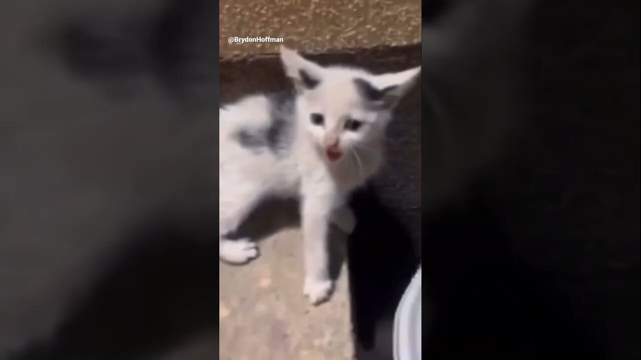 Funny Cat Meme 😂 pt.6 #shorts